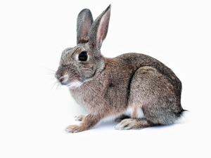 rabbit-740621_640
